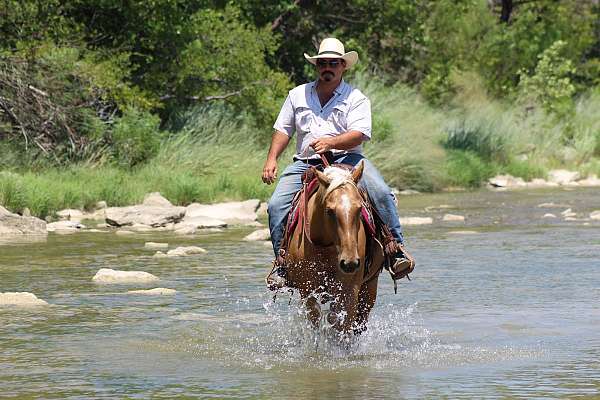 western-riding-quarter-horse