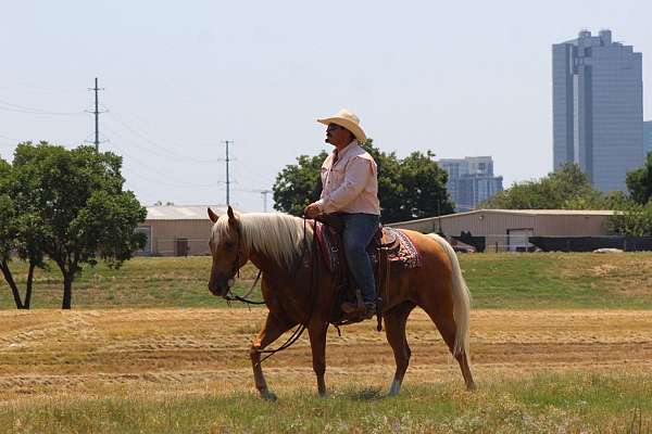 working-cattle-quarter-horse
