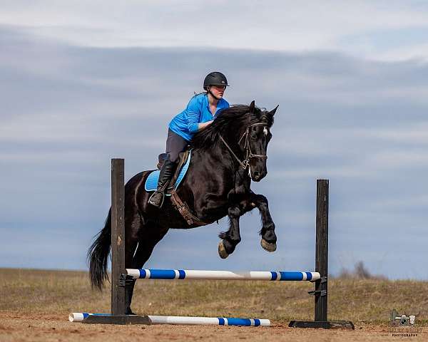 cross-friesian-horse