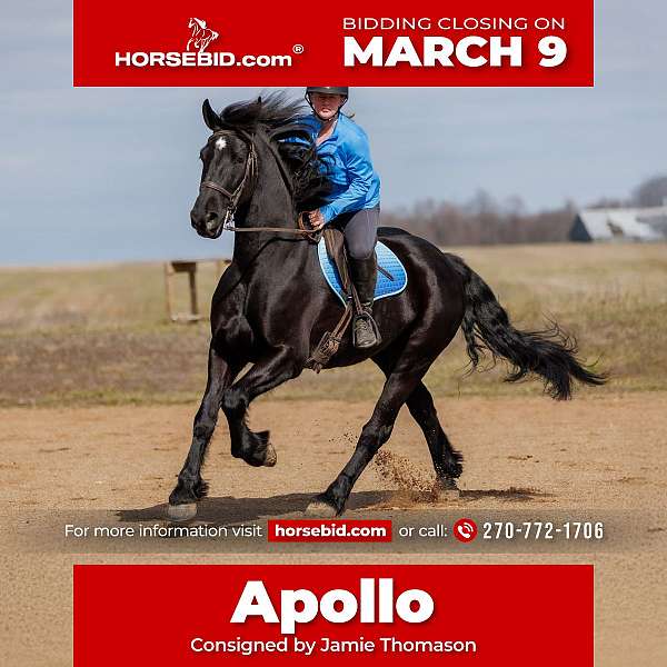 all-around-friesian-horse