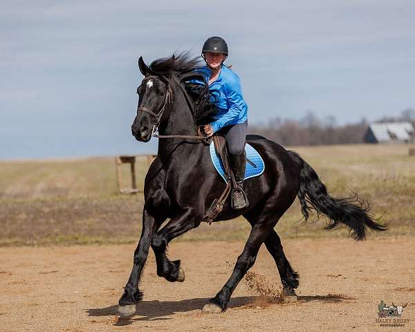 athletic-friesian-horse