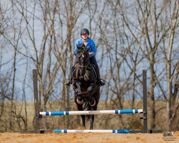 dressage-friesian-horse
