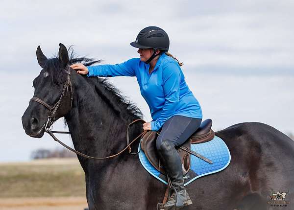 driving-friesian-horse