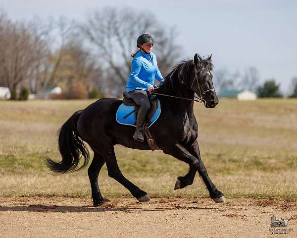 flashy-friesian-horse
