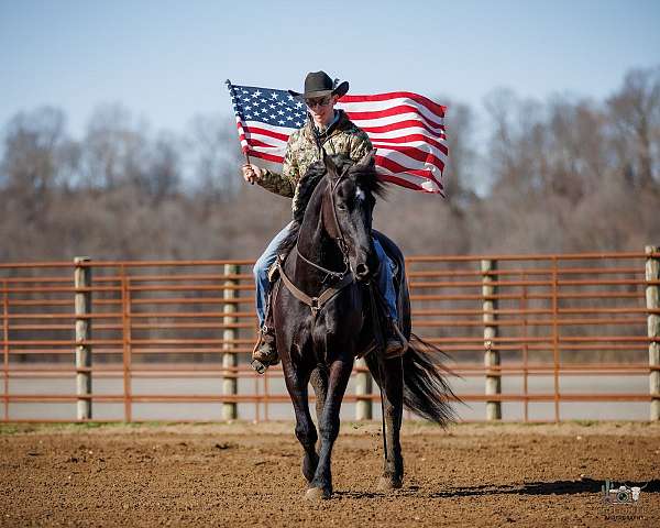 performance-friesian-horse