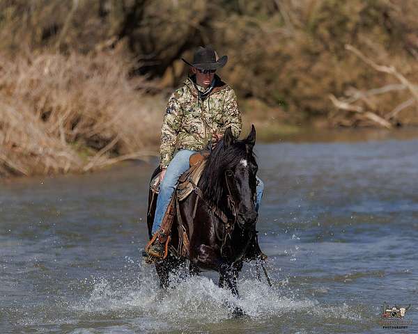 team-driving-friesian-horse