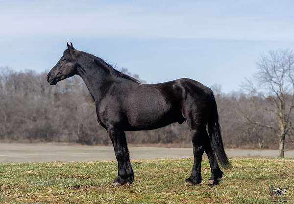 trail-friesian-horse