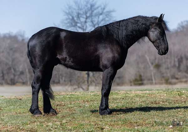trail-riding-friesian-horse