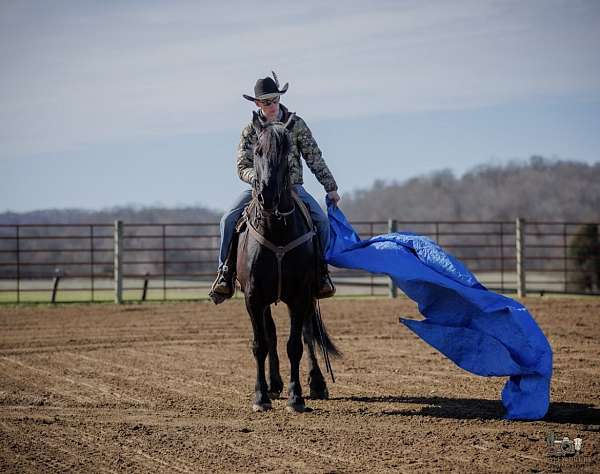 western-dressage-friesian-horse