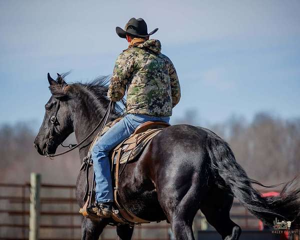 black-friesian-gelding