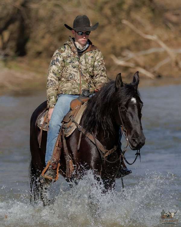 black-all-around-horse