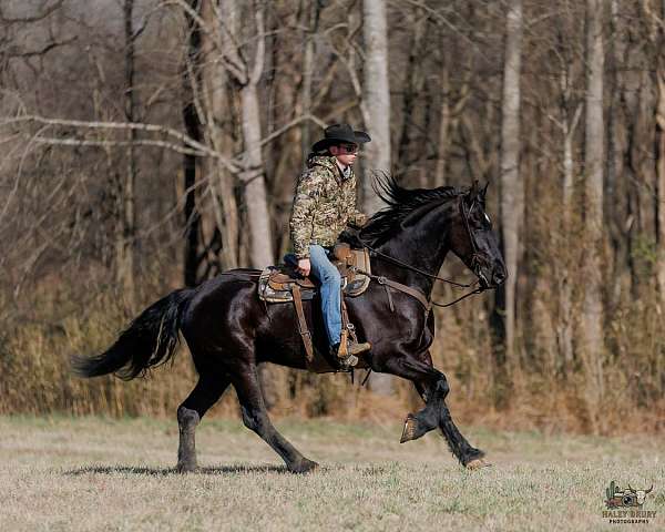 black-athletic-horse