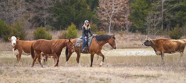 dun-working-cow-pony
