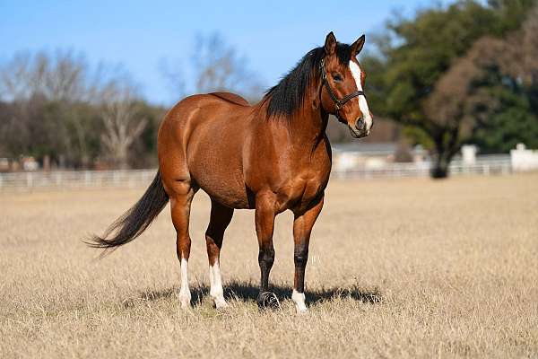beginner-quarter-pony