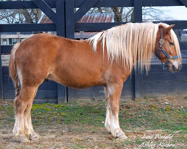 cross-cutting-haflinger-horse