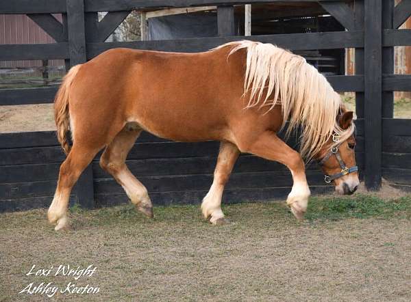 cross-cutting-gelding