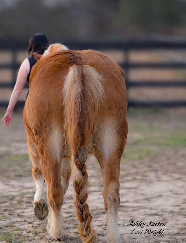 cross-cutting-horse