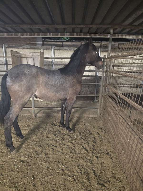 iberian-colt