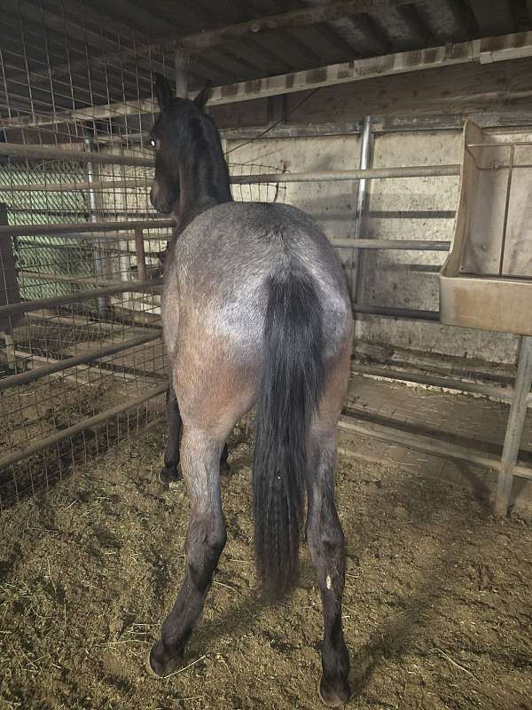 iberian-horse-for-sale