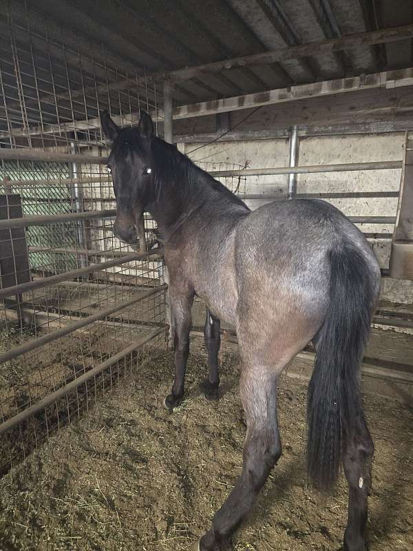 iberian-horse
