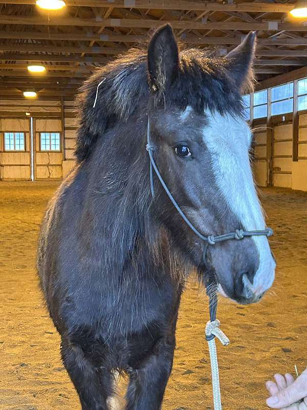 drill-team-drum-horse