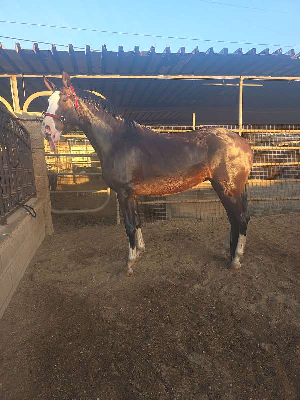 iberian-horse-for-sale