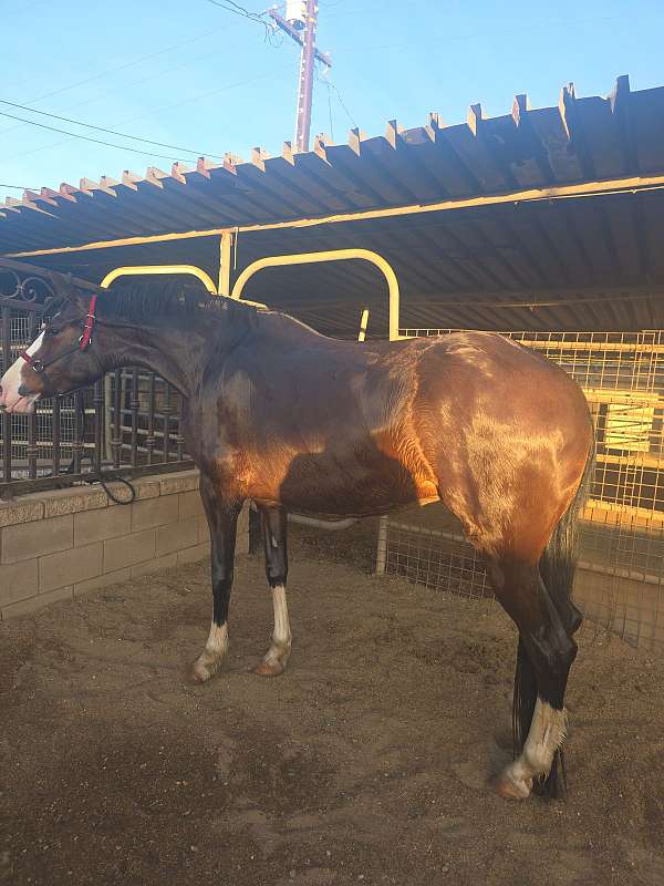 iberian-mare