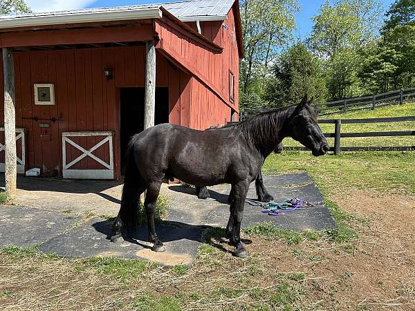 all-around-tennessee-walking-horse
