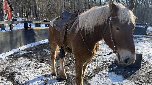belgian-gelding