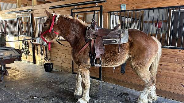 belgian-horse-for-sale