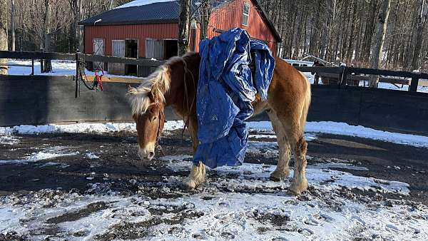 belgian-horse