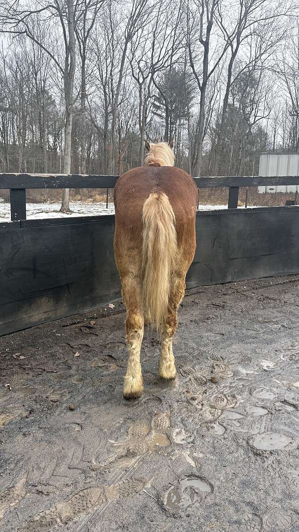 gelding