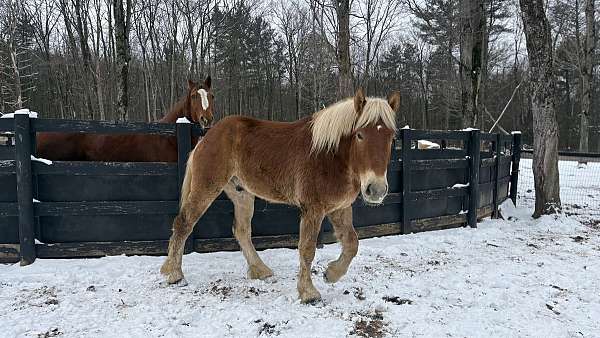 cross-belgian-morgan-horse
