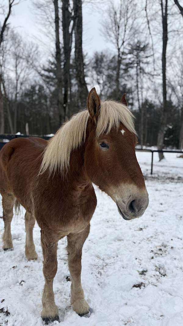 cross-horse