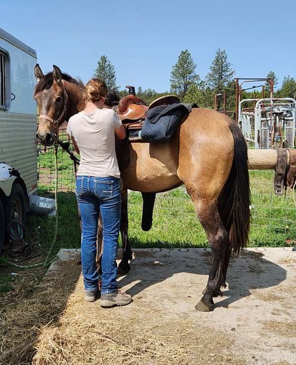 cowy-andalusian-horse