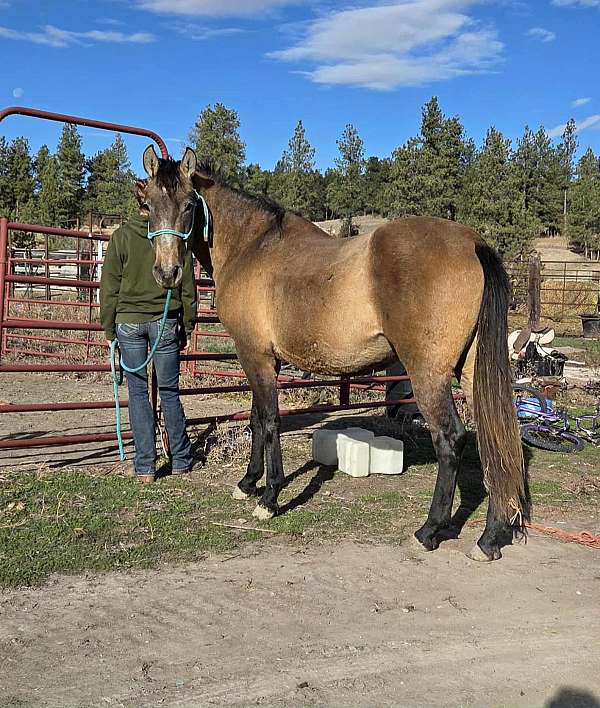 ect-andalusian-horse