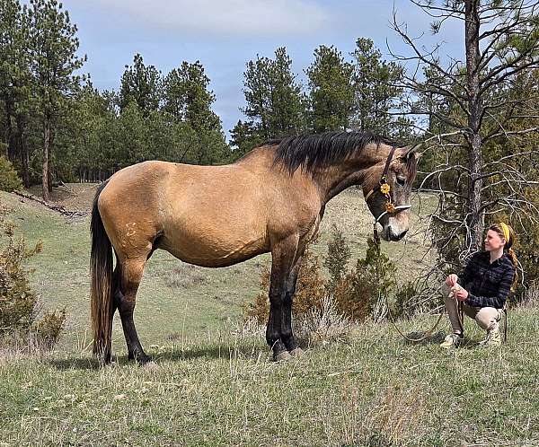 equipment-andalusian-horse
