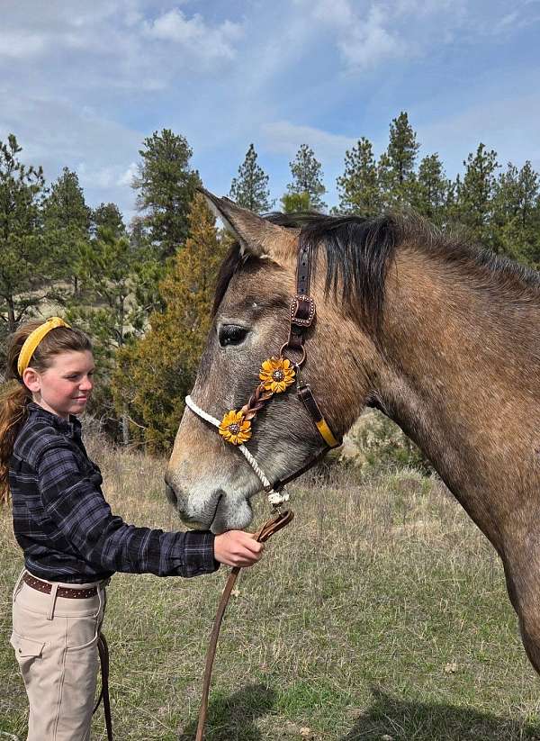 fancy-broke-andalusian-horse