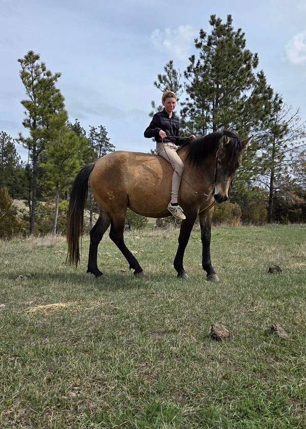 farm-broke-andalusian-horse