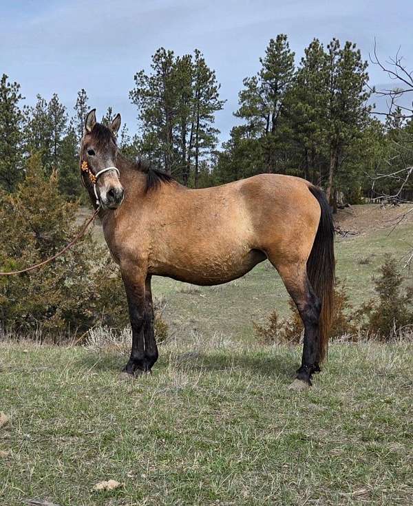 finished-reiner-andalusian-horse