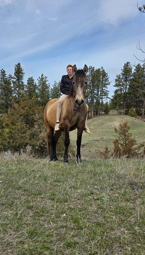 finished-reining-andalusian-horse