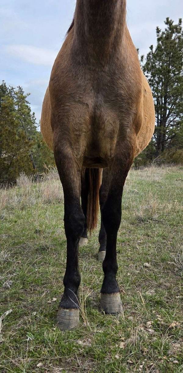fly-andalusian-horse