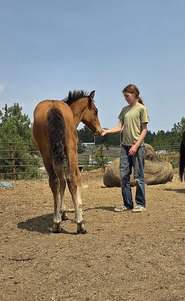 go-all-day-andalusian-horse
