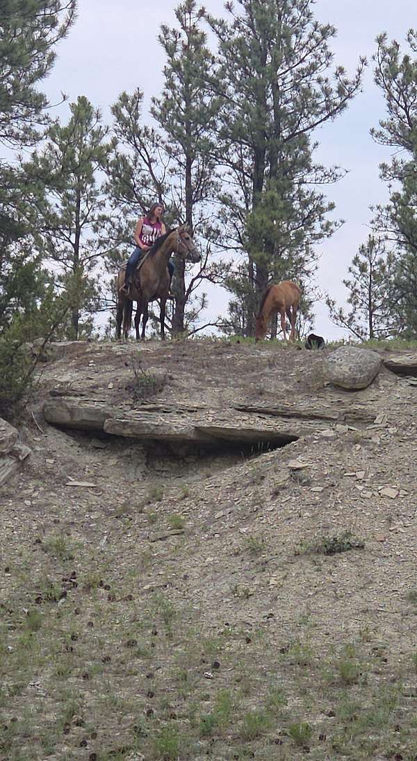 logs-andalusian-horse