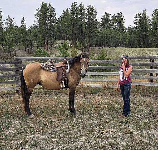 looker-andalusian-horse