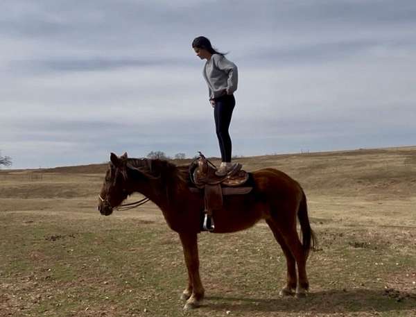 chestnut-all-around-horse
