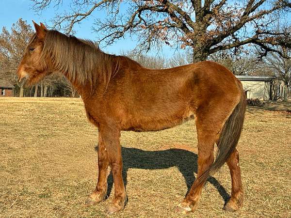chestnut-play-horse