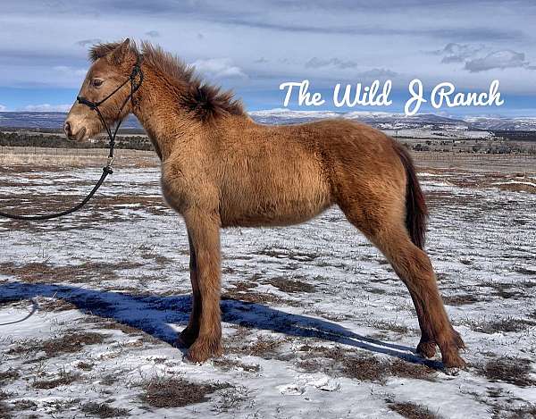 all-around-friesian-horse