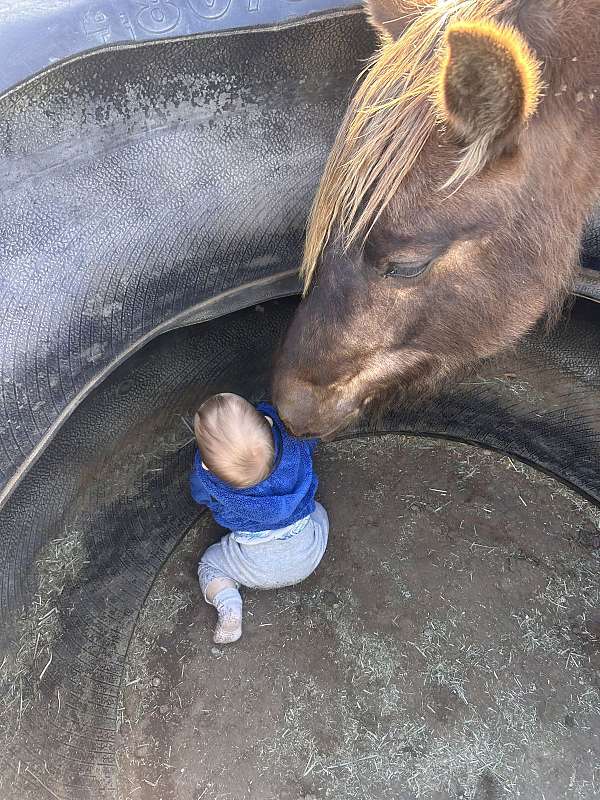 belgian-friesian-filly