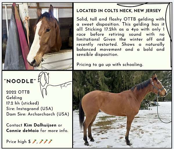flashy-hunter-thoroughbred-warmblood-horse